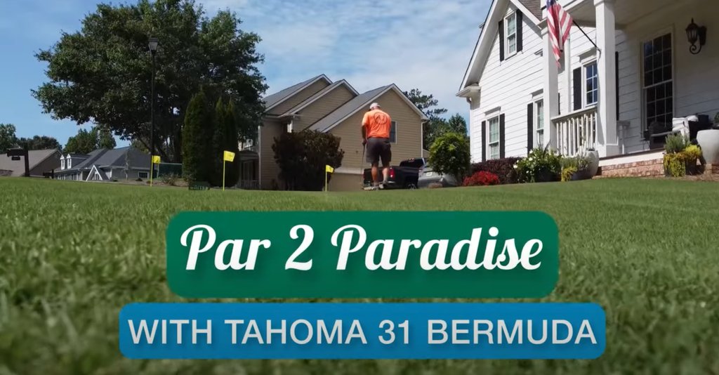 Ready to be green with envy? This #frontyard #puttinggreen renovation will turn your head. #Tahoma31 mowed down to 1.25-inch putts true. OMG - Drone footage! Check it out: youtu.be/vdgV6-p_-7U?si… Produced by licensed grower @legacy_turf in Georgia, click this one! #golf #turf