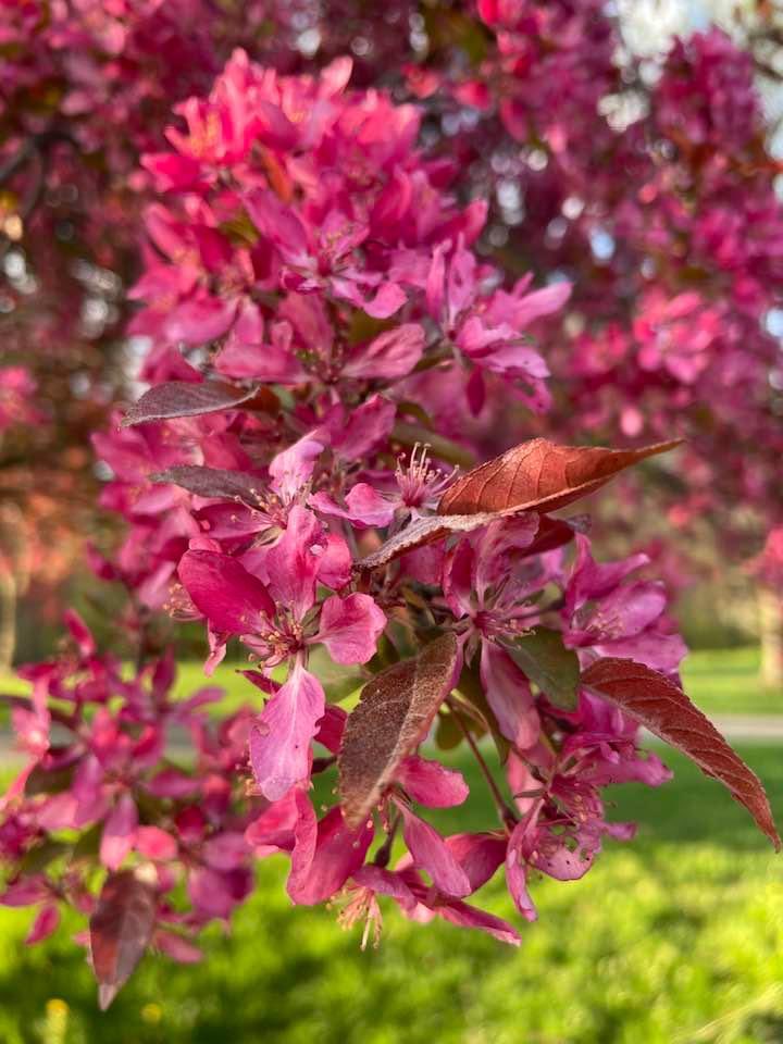 @stegeradele5 @tcboyle Flowering cherry, in SW Ohio.