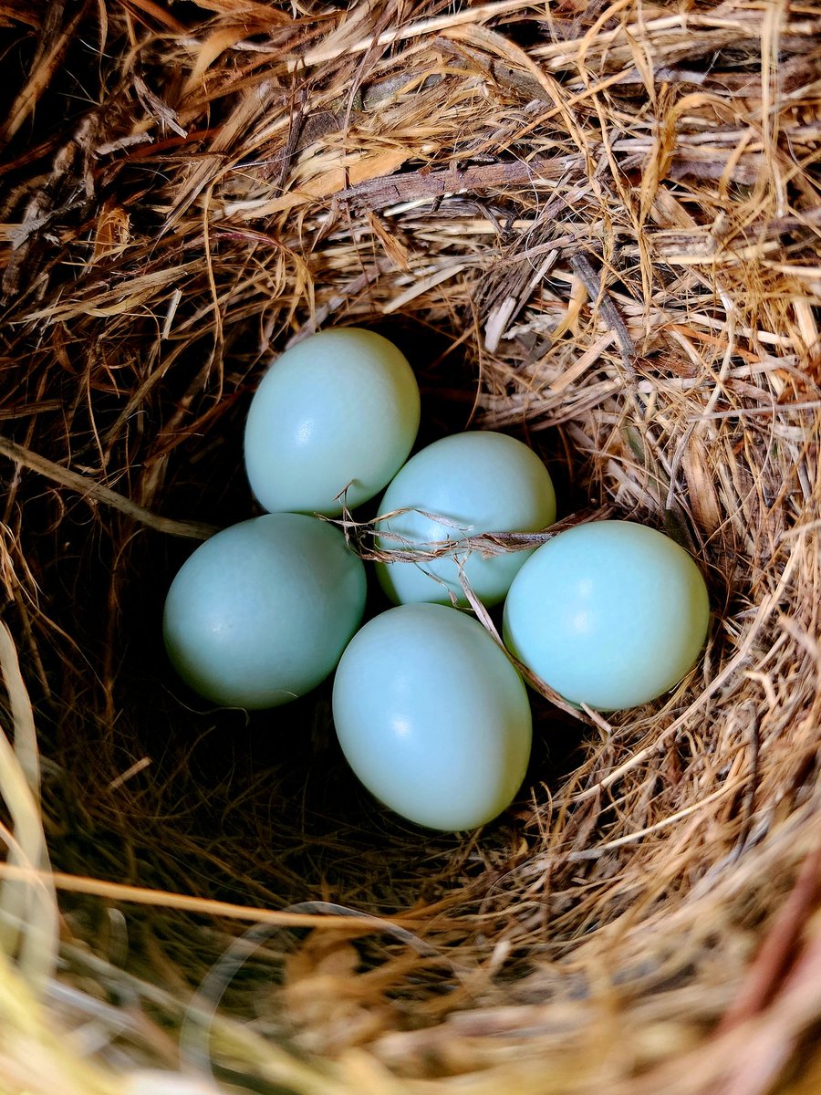 Beautiful Bluebird baies are on the way!! I love Spring! New beginnings.