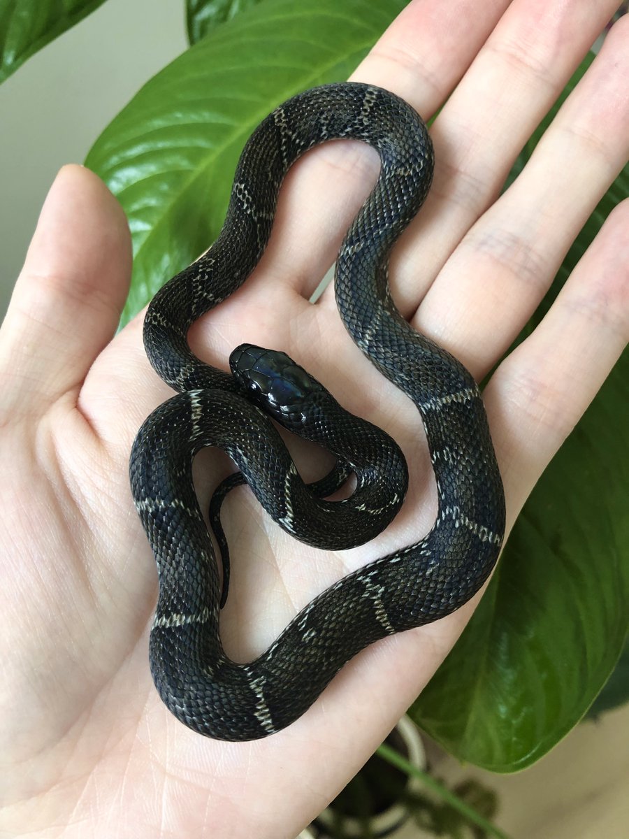 Finally get hold of one of my dream snake baby! He’s a melanistic Russian rat snake, super rare and underrated, poor man’s Boelen’s python 🖤