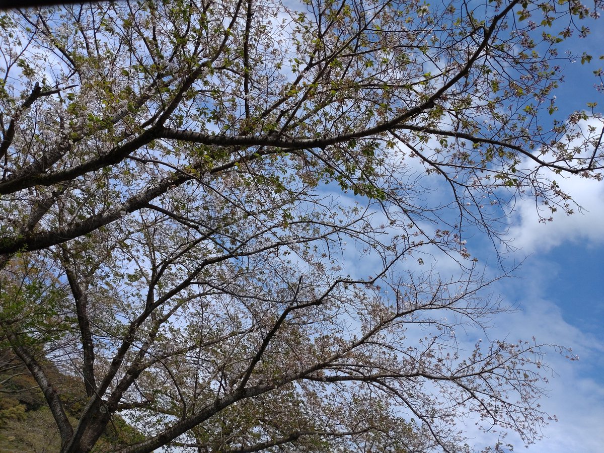 ecomameo's tweet photo. 県民の森の晩桜 https://t.co/6wzYvUZYeG