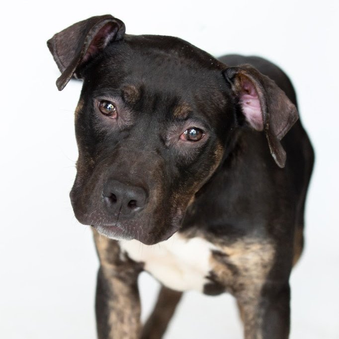 Meet Callie, a 7mo old mixed breed & bundle of joy waiting to brighten your days! Let's help @MetroDetAnimals find her a furever home! metrodetroitanimals.org/adopt-a-pet/ad… #adoptdontshop #dontshopadopt #famd #dogs