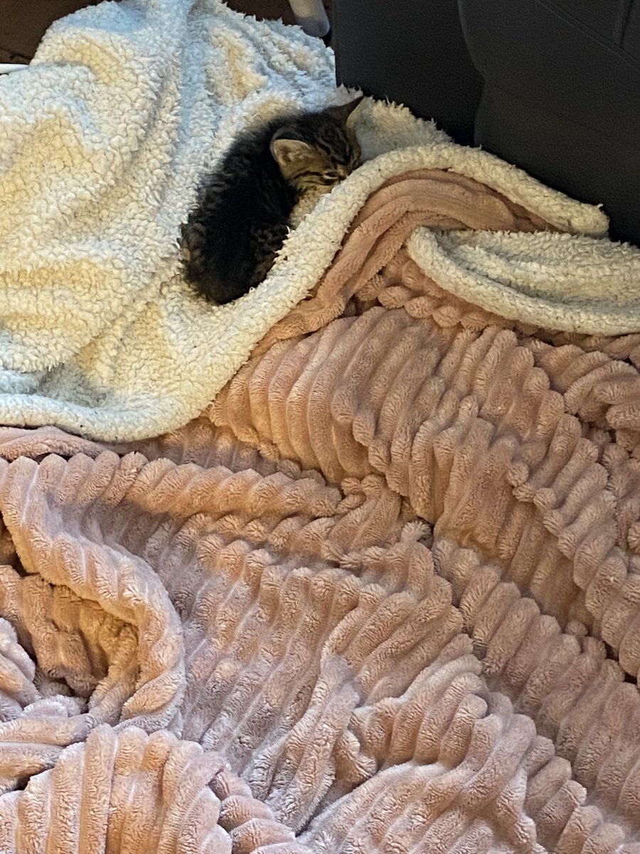SarahWildStone's tweet photo. Pebbles passed away this morning…. 🤍🕊️
We tried everything to save him… We’ll miss you very much little one 😿 https://t.co/fC9g8osG8u