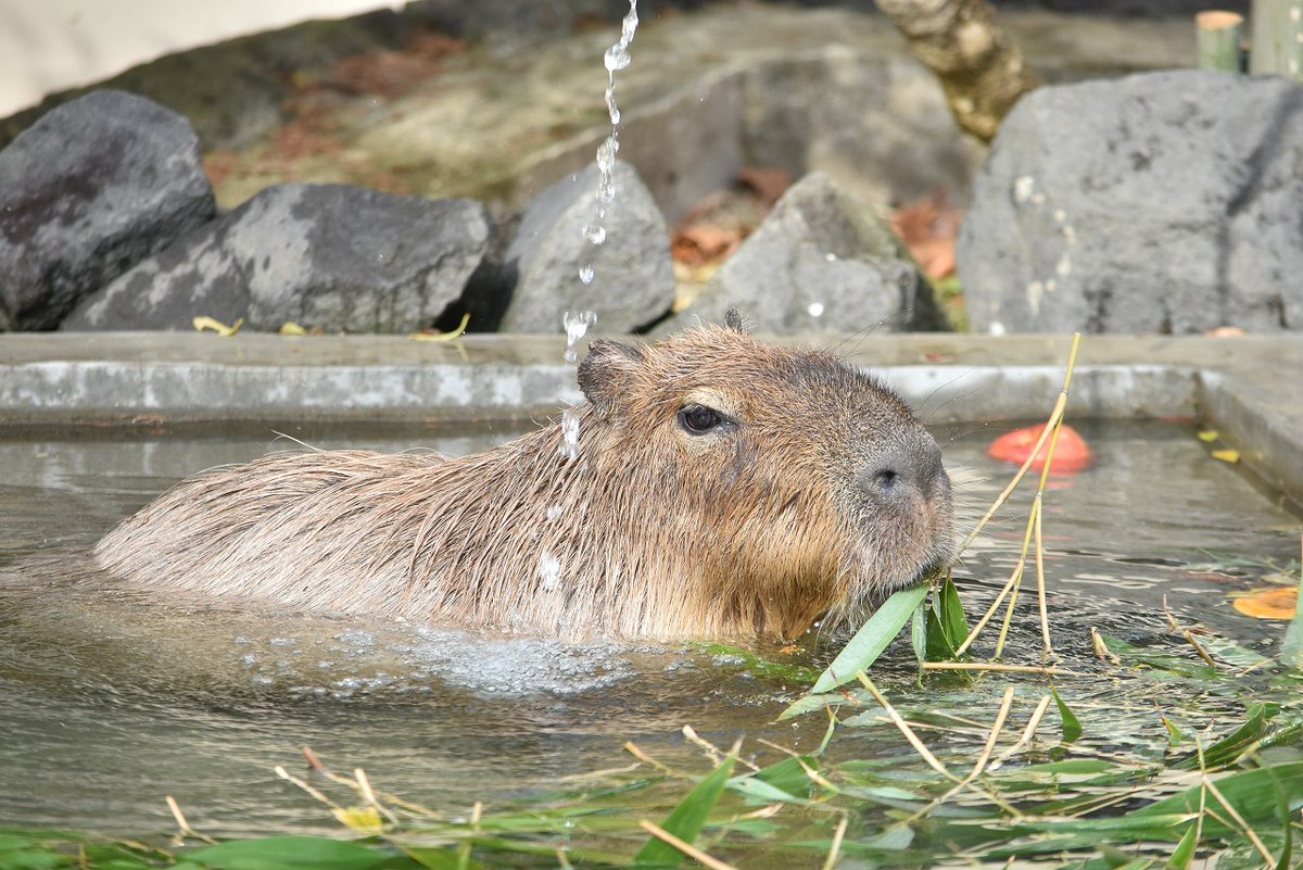カピバラの「ぐら」が亡くなりました】当園のカピバラ「ぐら」（メス