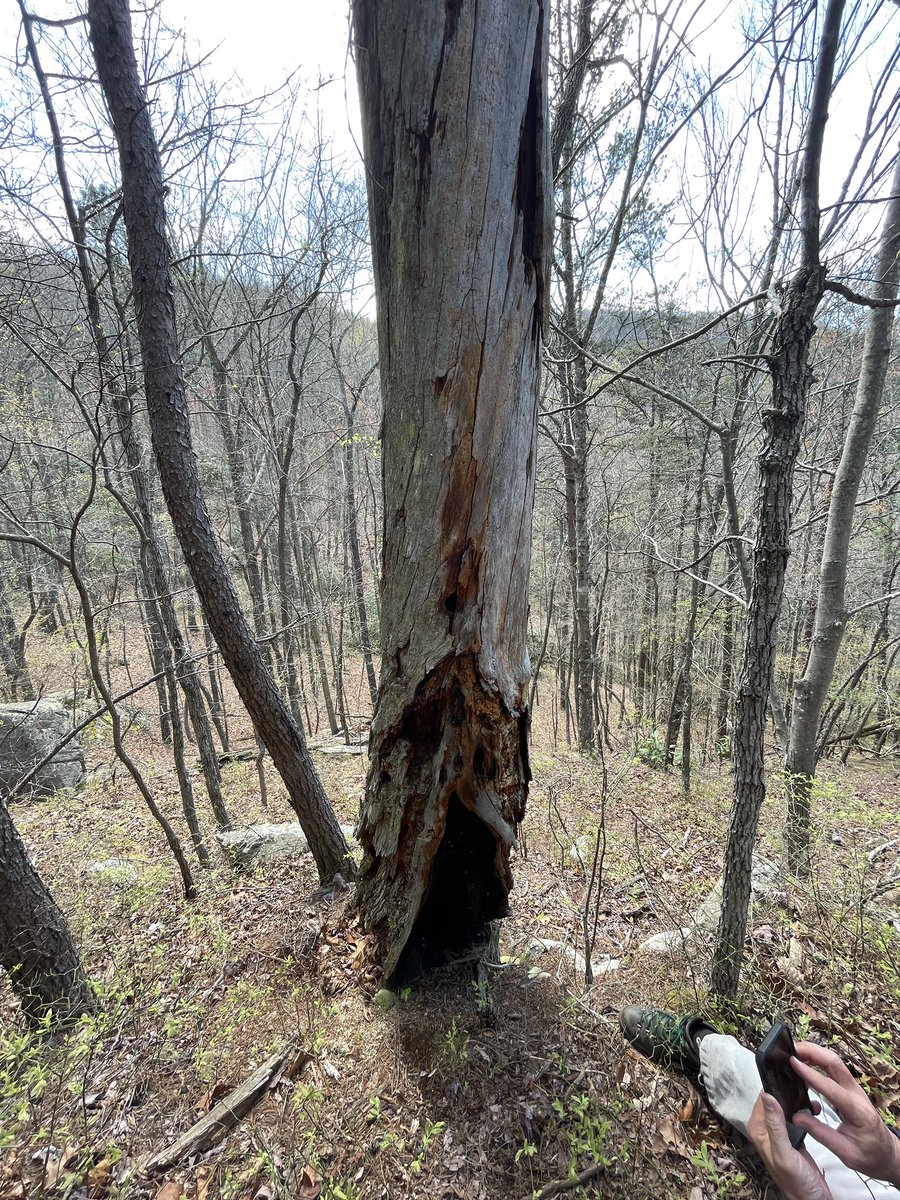 marschall_joe's tweet image. I’m apparently not the only one favoring large-plated hard pines in these east KY woods