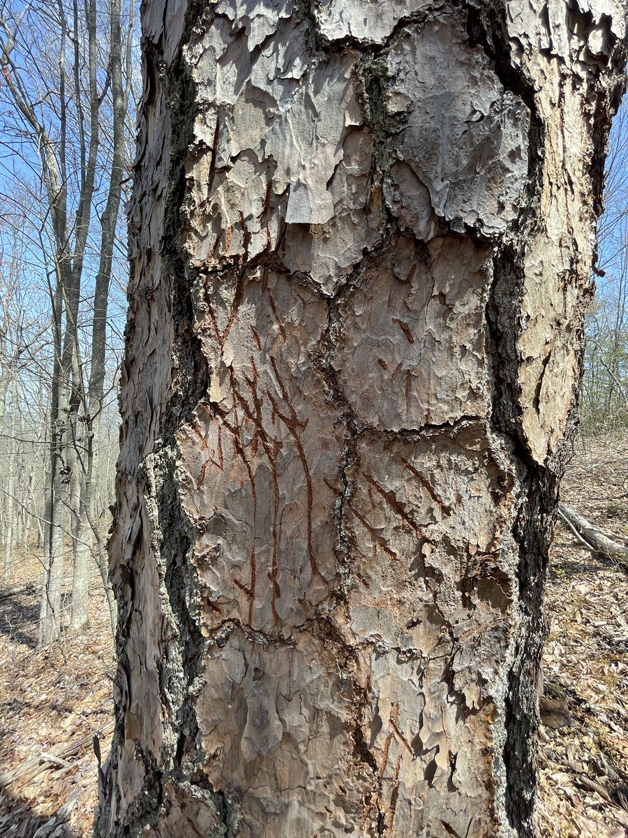 marschall_joe's tweet image. I’m apparently not the only one favoring large-plated hard pines in these east KY woods