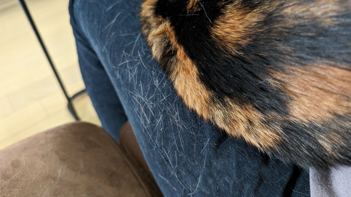 129chiffon's tweet photo. 換毛期の猫の跡 https://t.co/NfRvf99V7g