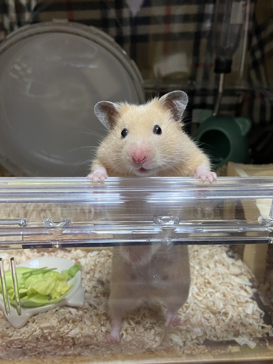 _unichan_hamham's tweet photo. #何回でもポストしたくなるお気入りの一枚を見せて https://t.co/rLjwEH1DrW