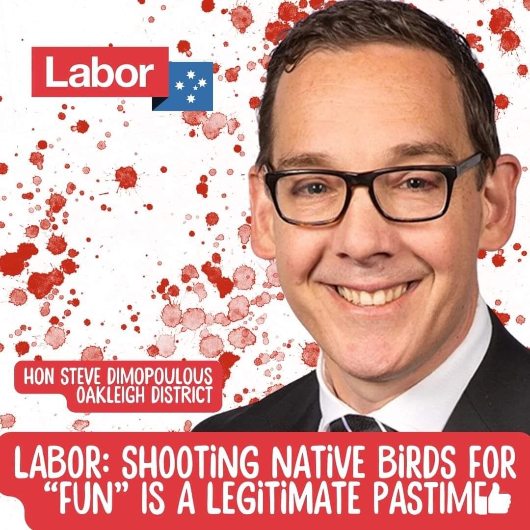 @VictorianLabor supports the shooting of native birds for 'fun', including Minister for Environment, @Steve_Dimo MP. Dimo's Vic Labor Govt bowed down to 0.3% of Victorians licensed to shoot ducks, rather than listen to the majority of Victorians.