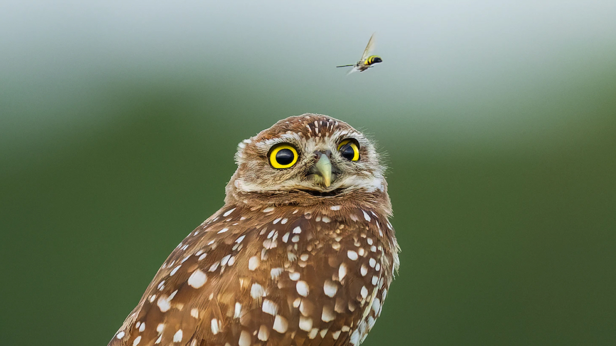 owting_app's tweet photo. We haven't even kicked off this page yet, but it's probably going to become a Little Owl stan account. https://t.co/zuhrIunpL4