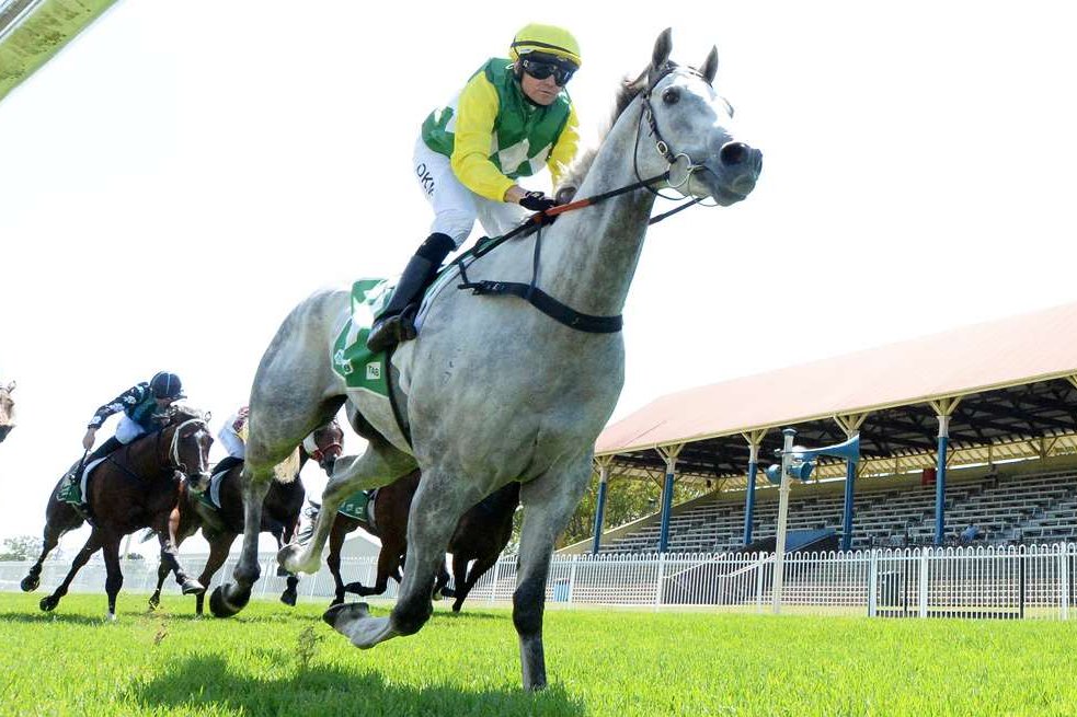 “You’ve only got to look at his form, he’s usually not far out of the placings.” Terry Evans sends Sir Ravanelli to Canterbury on Wednesday in search of a city win & hopes his consistency can see him end up in July's Ramornie Handicap. 📸Trackside READ: tinyurl.com/3c5m36uw
