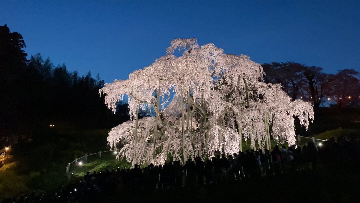 土曜に開成山と三春滝桜見に行けてよかった☺️
早く行ったからそこまで渋滞すごくなかったけど昼とライトアップ見れて満足🌸