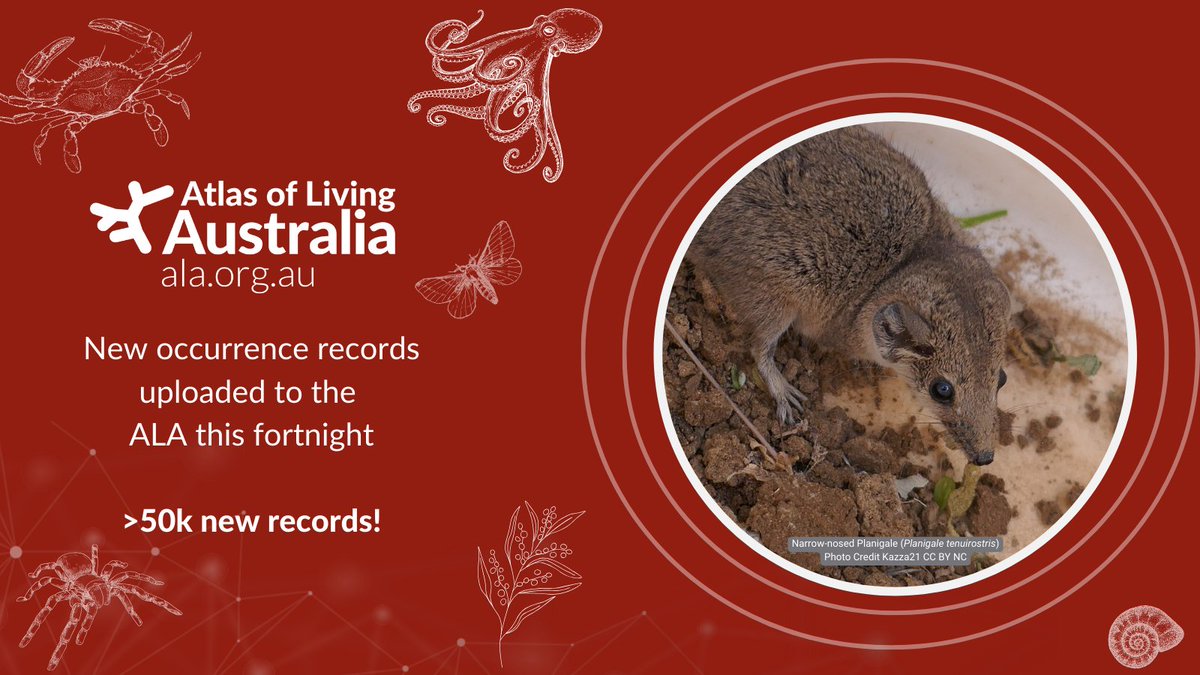 😍 We've uploaded >50k new records to the ALA this fortnight! Including new occurrence records from @wamuseum , @inaturalist, @NatureMapr, @CentreInvasives and more ! ❤️ Check out the new records here 🔗 spr.ly/6013w7zff