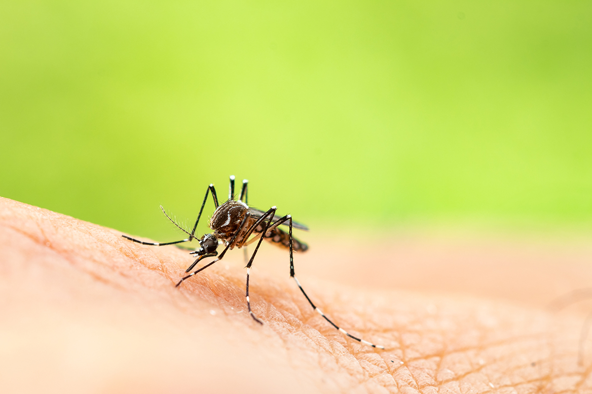 Did you know that the world’s deadliest animal is the #mosquito? A path towards new super-specific insecticides takes advantage of the unique biochemistry of mosquito larvae guts, as published in @J_A_C_S. Read more: brnw.ch/21wIQxE @ACSPublications #Research