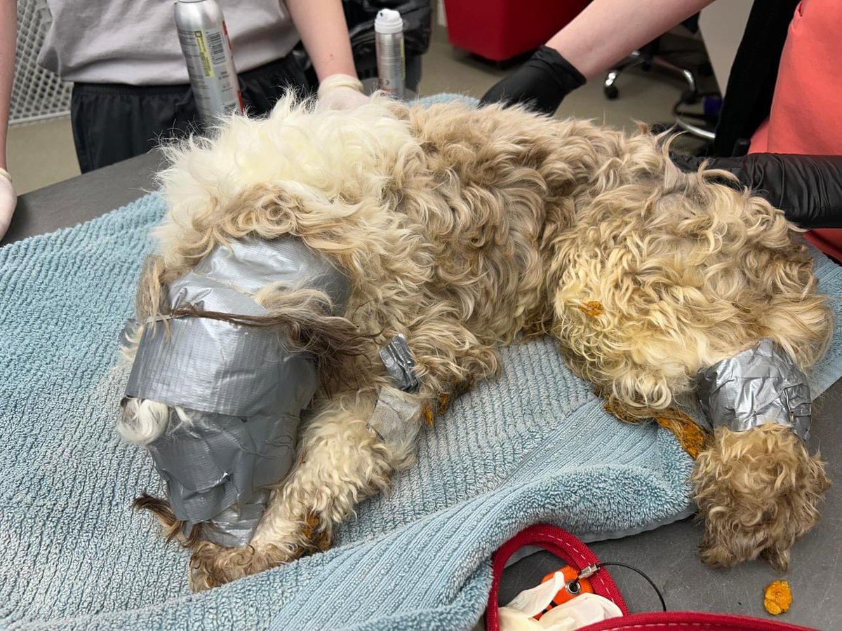 Nebraska Humane Society tweet media