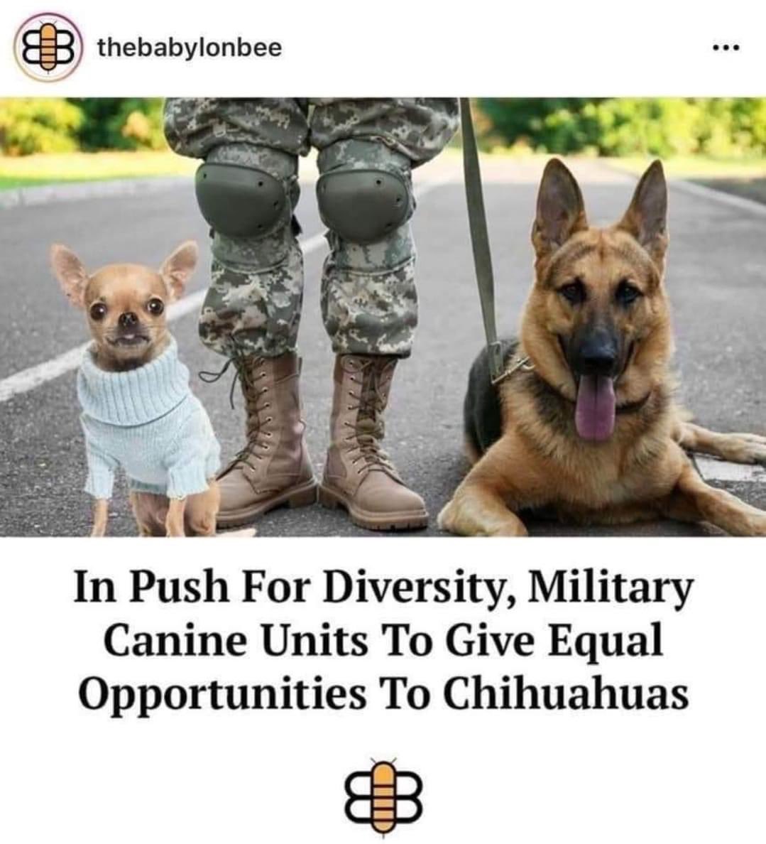 Americans think this is a joke, but these facts already went to the courts in the UK in a sex discrimination case. They ruled that police canine units need to use little dogs which are easier for women to carry, so as not to exclude women dog handlers from the police force.