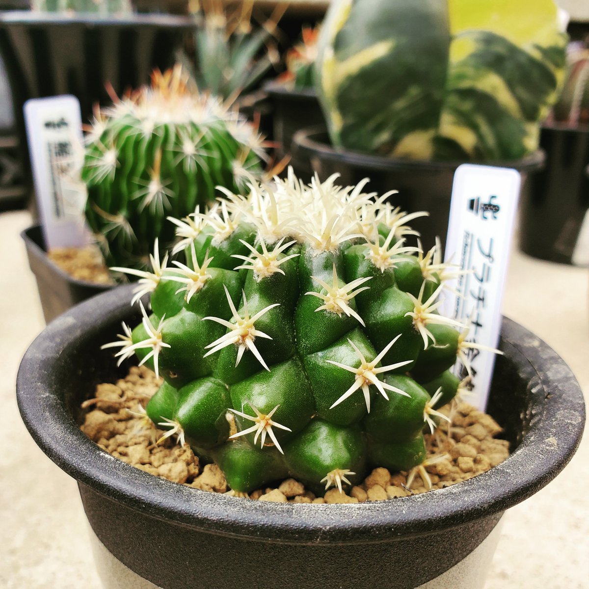 yoshioka_plants's tweet photo. エキノカクタス・プラチナ金鯱🌵🌵
#金鯱
#echinocactus
#花園グリーンセンター
#花園
#埼玉
#園芸
#サボテン
#多肉植物
#観葉植物
#植物のある暮らし
#ビザールプランツ
#アガベ
#agave
#copiapoa
#caudex
#cactus
#cactuslover
#suculentas https://t.co/bVcMb58Z82