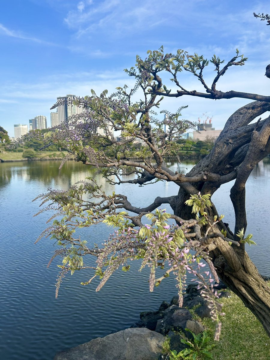 In #Tokyo, the #cherryblossom season will soon be over, and #azalea and #wisteria #flowers can be enjoyed next😌💐❤️ #japan #japanese #japaneseculture #cherryblossoms #sakura #azelea #azeleas #tsutsuji #wisteria #wistaria #fuji #flower #japantrip #japantravel #japanesetravelguide