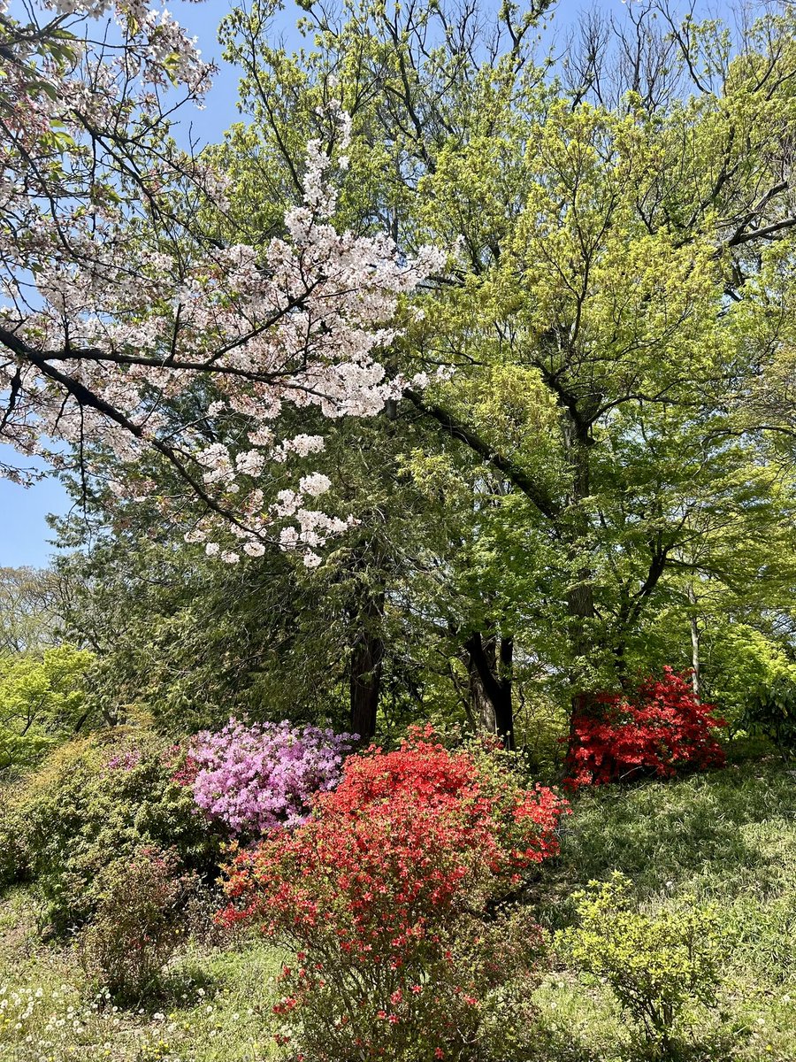 NoriGuide's tweet photo. In #Tokyo, the #cherryblossom season will soon be over, and #azalea and #wisteria #flowers can be enjoyed next😌💐❤️ #japan #japanese #japaneseculture #cherryblossoms #sakura #azelea #azeleas #tsutsuji #wisteria #wistaria #fuji #flower #japantrip #japantravel #japanesetravelguide https://t.co/sBccM9YEFF