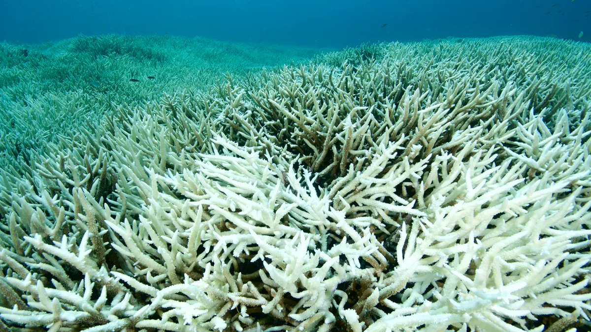 As above (forests on land), so below (coral reefs) -- the world's most biodiverse, complex ecosystems are in widespread decline, but nobody in charge wants to mention, let alone address the primary causes that are responsible. Instead, they plant seedlings or clone corals.