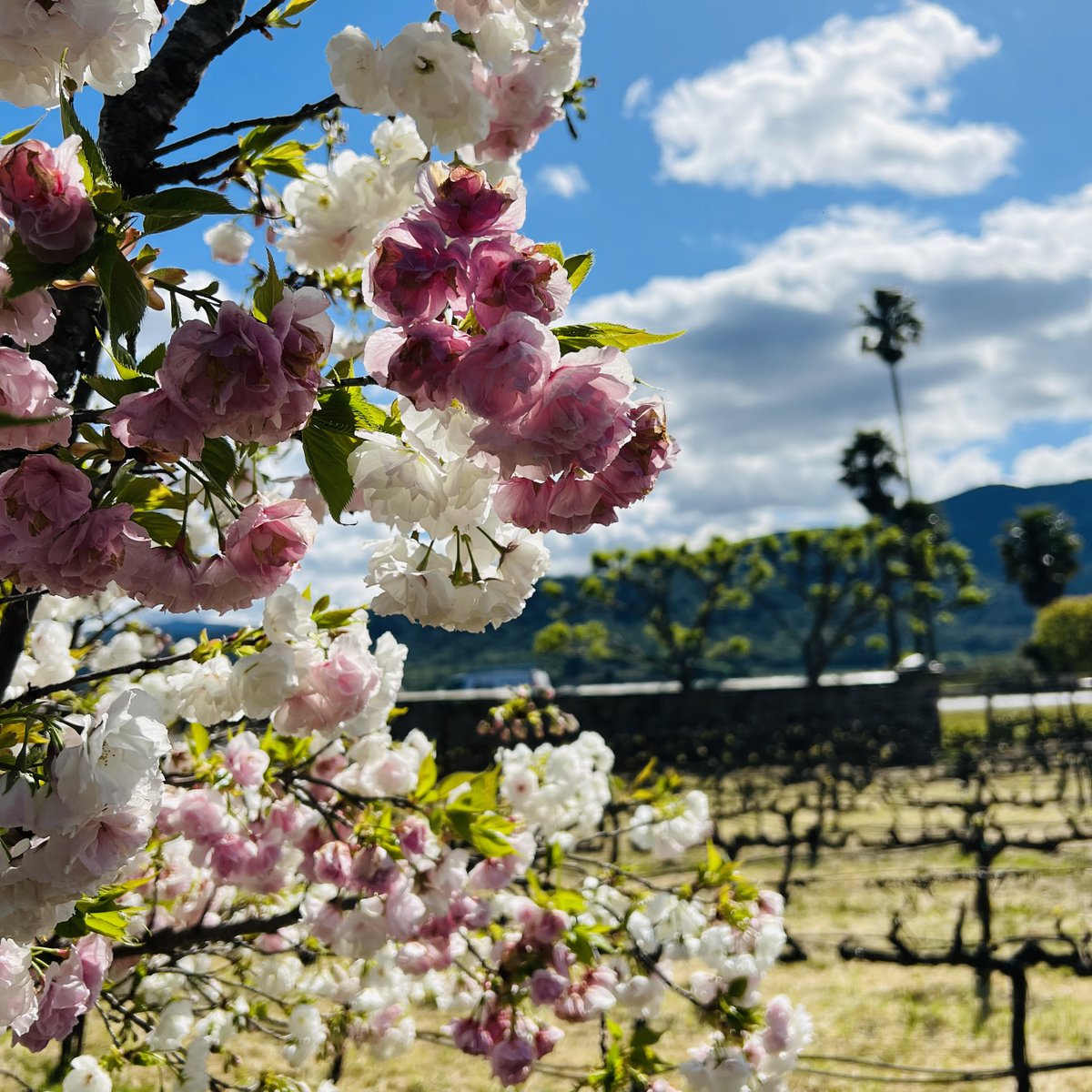 In our bloom era 🌸🍷

Join us for a tasting and discover our vibrant gardens in full bloom!

#PEJUwinery #napavalley #rutherford #visitnapavalley #itsfromnapa #winelover #winetasting #winery #familyowned