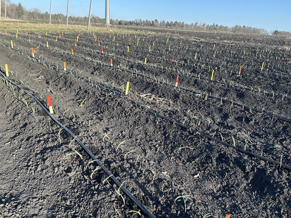 We planted about 4,000 onions today to learn about varietal differences in size, yield, pungency, and response to sulfur fertilizer.