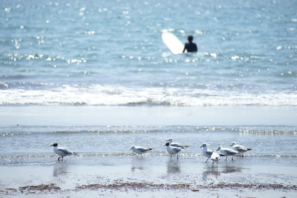 cherry_masaya's tweet photo. untitled ◆ Seagull
4.14.2024(SONY α-900,minolta_100-300mmAPO,M/iso100)
#blackheadedgull #seagull #beach #surfing
#springcoming #kamakura #japan
#写真好きな人と繋がりたい
#旅行好きな人と繋がりたい
#ユリカモメ #紅嘴鷗 #百合鴎 #春らしい陽気 #鎌倉 #海大好き #海のある暮らし https://t.co/i5Hqeccjvw