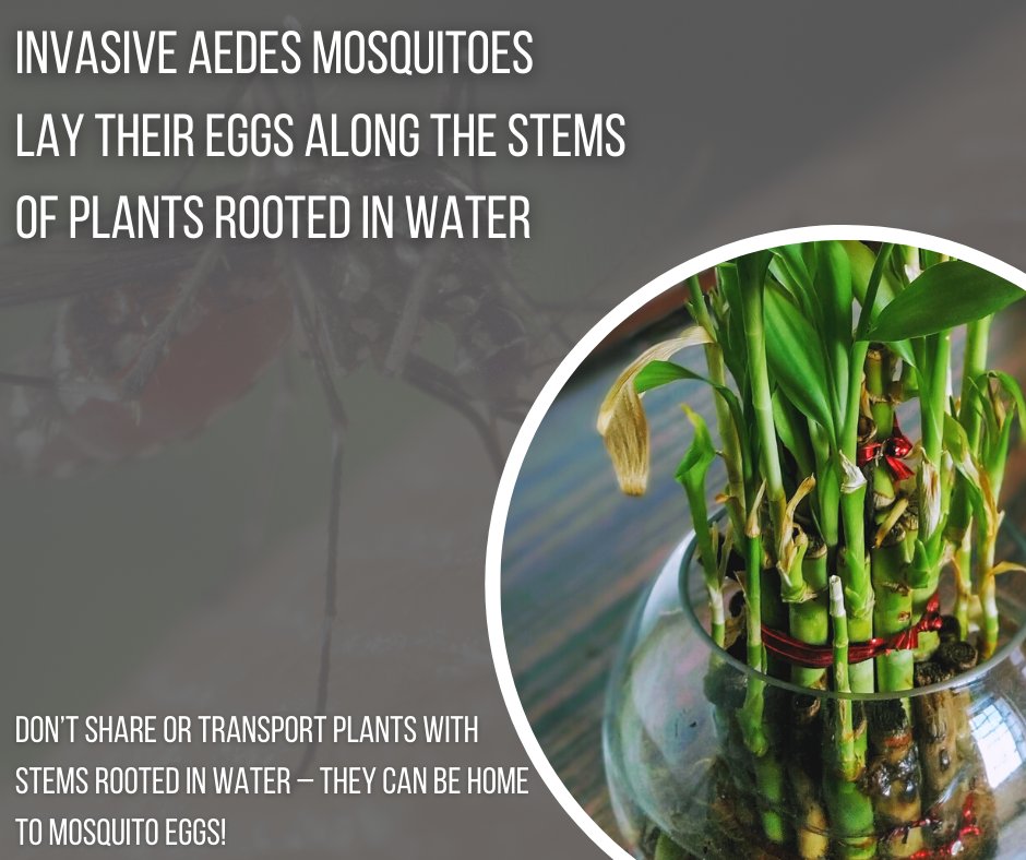 DYK those tiny black “seeds” on the inside of water containers can actually be mosquito eggs! #tipNtoss #MosquitoWeek