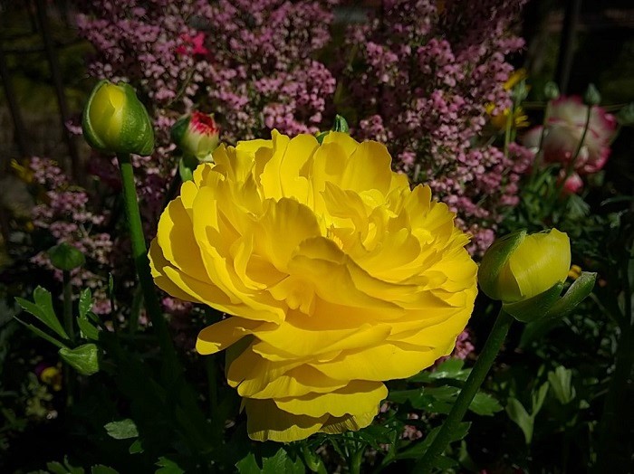 ﾋﾞﾀﾐﾝcolor ✽.｡.:*  

#TLを花でいっぱいにしよう 
#キリトリセカイ #花が好き