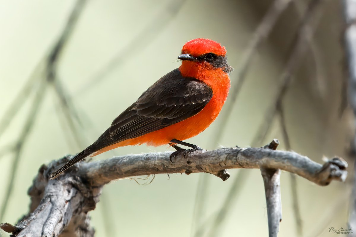 Vermilion Flycatcher seen a few days ago on the San Pedro House Trail in Sierra Vista, Arizona. Thanks to @Dr_Brian_Pet for sharing info on some of his favorite birding spots in his area. #BirdsSeenIn2024 #Birds #Birdwatching #MyBirdPic #Arizona #BirdsOfTwitter