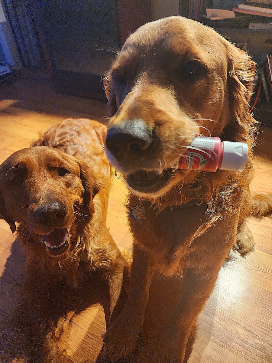 We're ready to paint this town red!! Who's with us? #dogsoftwitter #goldenretriever