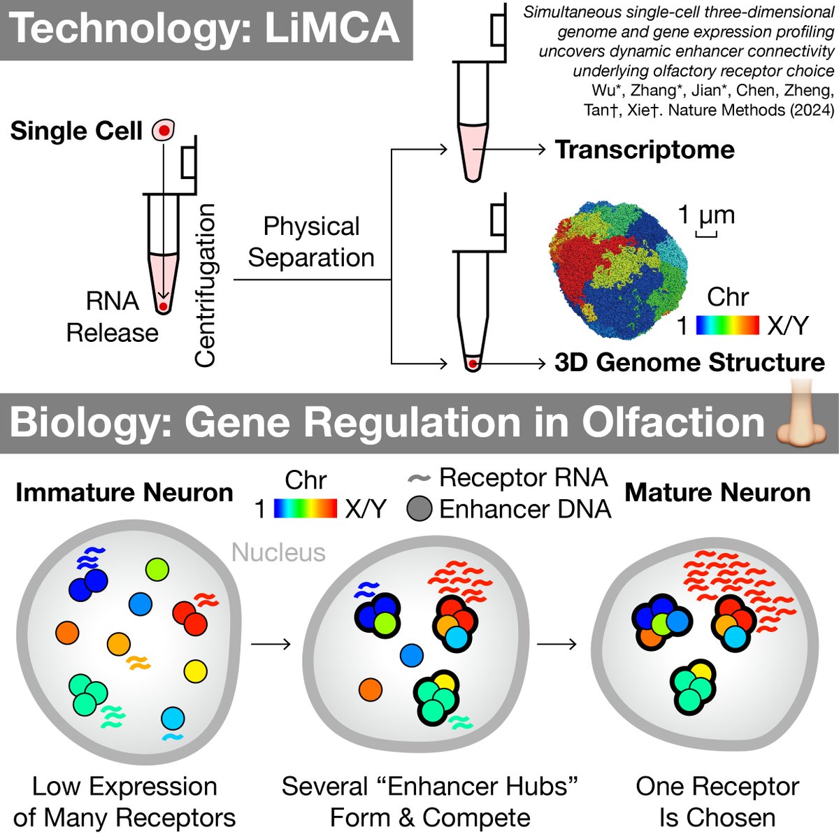 To understand the true relationship between 3D genome structure and gene expression, we measured both from the same cell with unparalleled sensitivity. Our LiMCA @biorxivpreprint is now published in @naturemethods (with News & Views by dear @LomvardasLab): nature.com/articles/s4159…