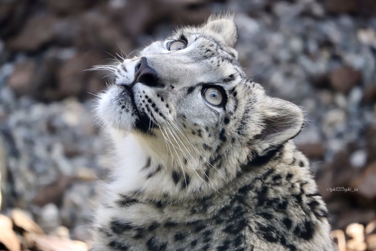 ヒメル❄️🐆🎀 🥰🥰🥰 📷2024.4.13 #いしかわ動物園 ネコたちの谷 #ユキヒョウ ヒメル♀ #ヒメル1歳の成長記録