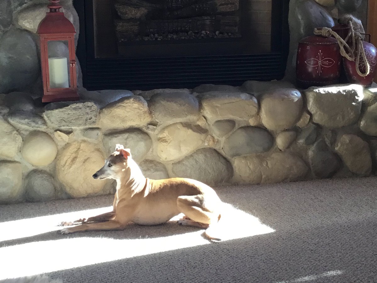 My Italian Greyhounds are sharing a sunbeam. First Freya soaked up some rays then Hazelnut took her turn. ☀️