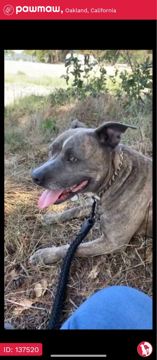 Zoey - Lost Dog in Oakland, California, 94605

More Details:
pawmaw.com/lost-zoey/1375…

#LostPetFlyers #pawmaw
#LostDog #LostPet #MissingDog
#LostCat #FoundDog #FoundPet