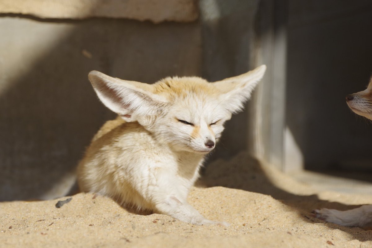 Fennec Post Y5 341