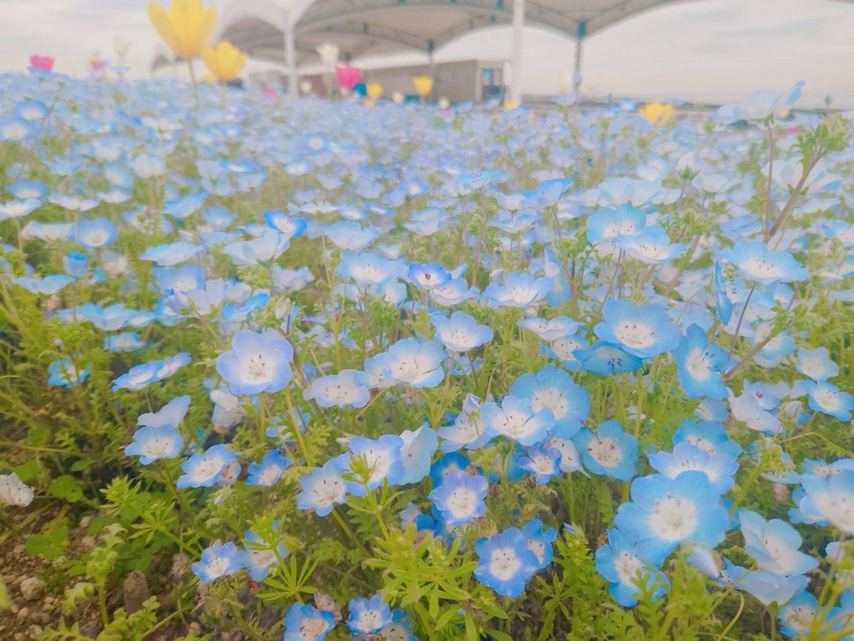 ネモフィラ祭り2024
4月16日の大阪まいしまシーサイドパークは曇りです

ネモフィラたちの中には白のネモフィラや紫のネモフィラなども咲いています

中にはピンク色のネモフィラも咲いていたり…なかなか遭遇出来ないですが…

北風が吹く夕方は肌寒いこともあります