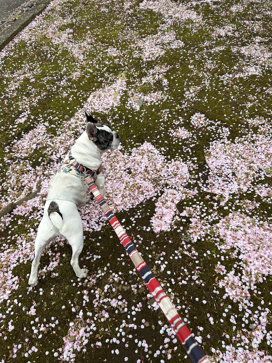 「桜の絨毯が満開おはようございます 」|太田垣康男のイラスト