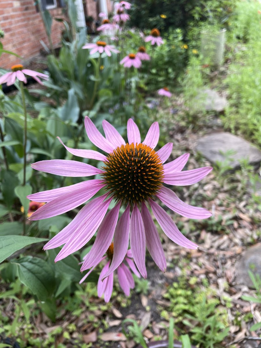 KBYip's tweet photo. Views in my front yard
A sea of yellow with some orange and lavender.
The wildflower plants are waaaayyyy bigger this year than they have ever been. I love it 💛 so do the bees.
#PocketPrairie #BirdFriendlySpaces #Wildscape #WildlifeHabitat https://t.co/FUxasTu0XL