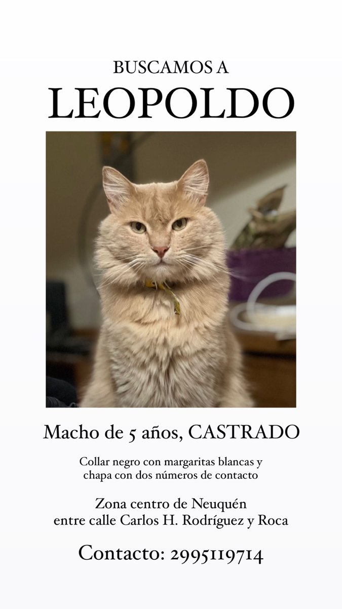 ElyyyArias's tweet photo. Sigo buscando a mi bebé Leopoldo ♥️ Agradezco cualquier tipo de información 🫶🏽 https://t.co/OkV6H0IcQ1