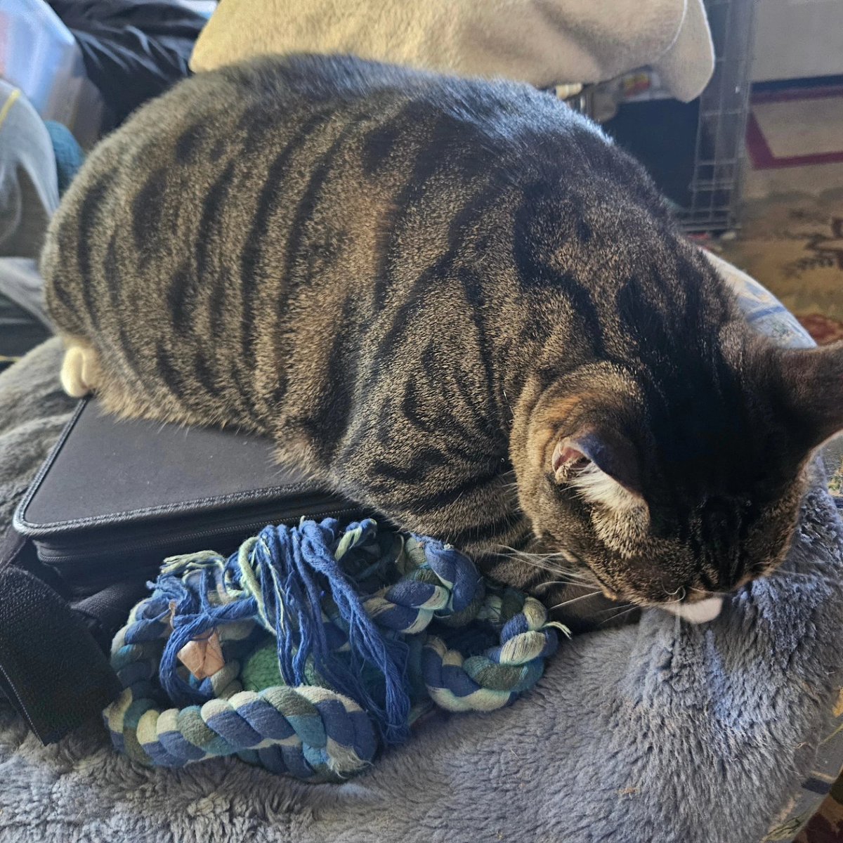 Crabbait decided I didn't have to write reviews today. 
Yes he refused to look at the camera.
#HaveYouReadReviews #hyrr #LapTop #CrabBait #Cat #Kitty #LazyCat #FatCat #Bangel #BangelCat #BarnCat #Rescue #RescueCat #MyCatSaidSo #LetMeAskMyCat #MyCatsTheBoss