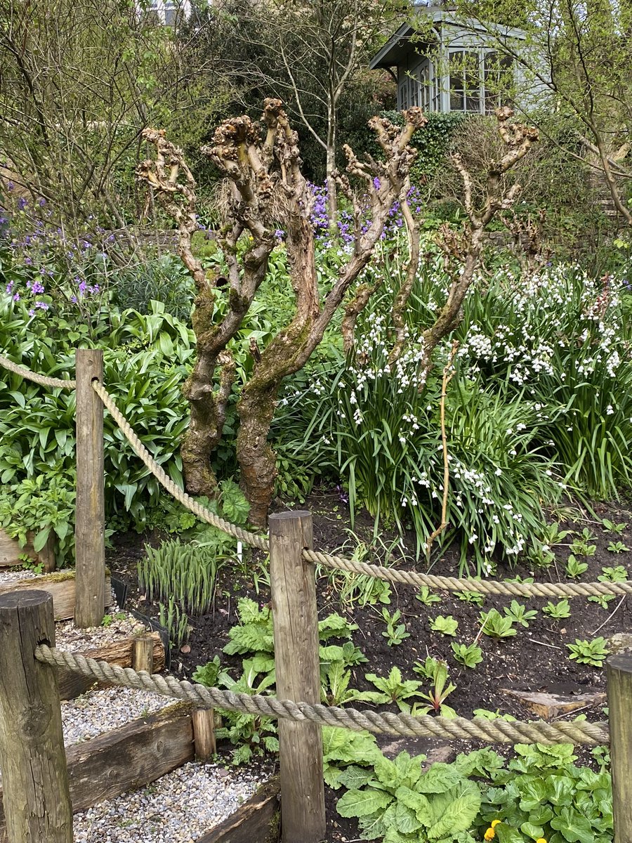 Pollarded willows and summer snowflakes by the boardwalk plus a new planting of candelabra primulas. #fairviewyearround