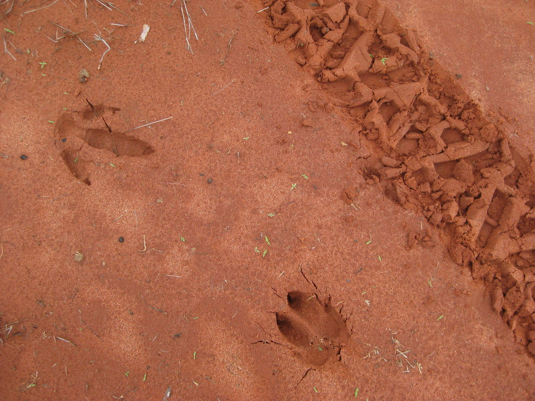 Tracks spotted beside tyre tracks 🕵️‍♀️ Perhaps a hitchhiking animal? Think you know which animal left these tracks? Let us know 👇 #TrackTuesdays #animaltracks #Australianwildlife 📸 David & Sue Akers 📍 Naree Station Reserve, Budjiti Country, NSW