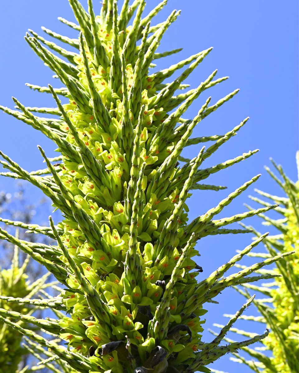 The Garden's spring colors are starting to shine! Chilean rock bromeliad (Puya alpestris) is bursting with color in the Succulent Garden. There is a single turquoise 'Sapphire Tower' & a half-dozen stunning chartreuse P. alpestris catching the eyes of people and birds alike!