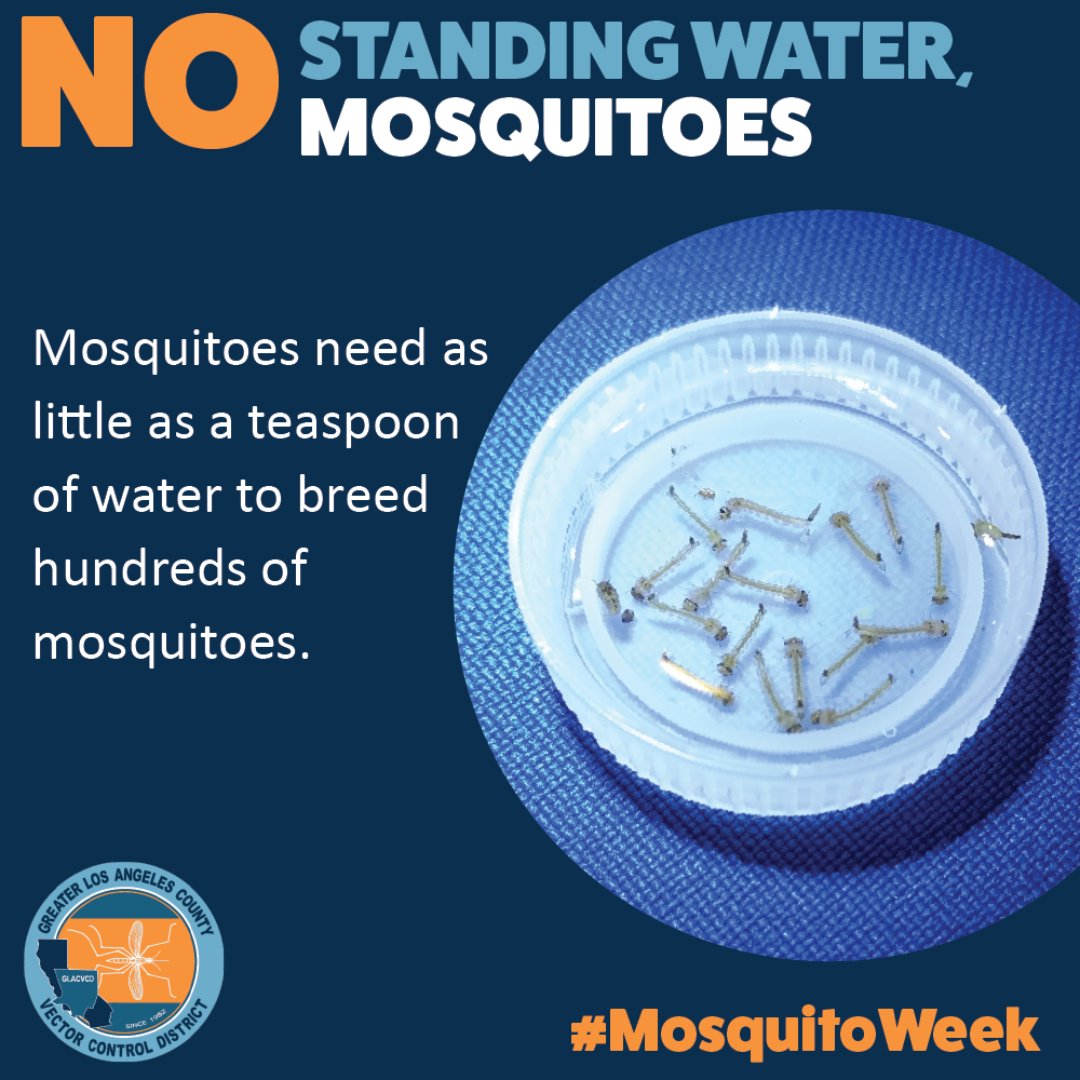 CityofSFS's tweet photo. Today we kick off California Mosquito Awareness Week! Be part of all the buzz and swipe to learn about the world’s deadliest animal and how to prevent breeding in your home and those itchy bites. 🦟🩸 

#MosquitoWeek https://t.co/NdfzhH0olP