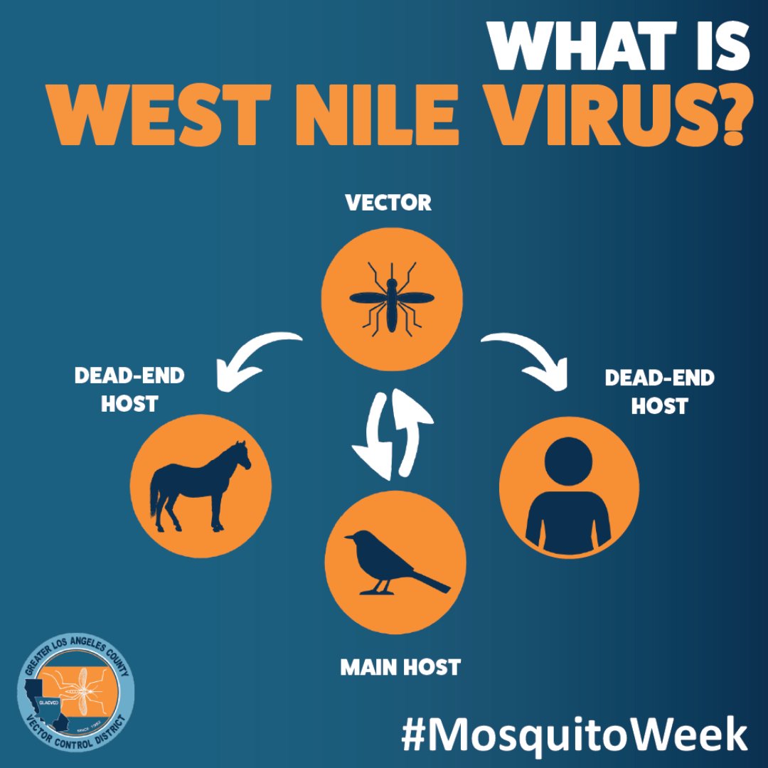 CityofSFS's tweet photo. Today we kick off California Mosquito Awareness Week! Be part of all the buzz and swipe to learn about the world’s deadliest animal and how to prevent breeding in your home and those itchy bites. 🦟🩸 

#MosquitoWeek https://t.co/NdfzhH0olP