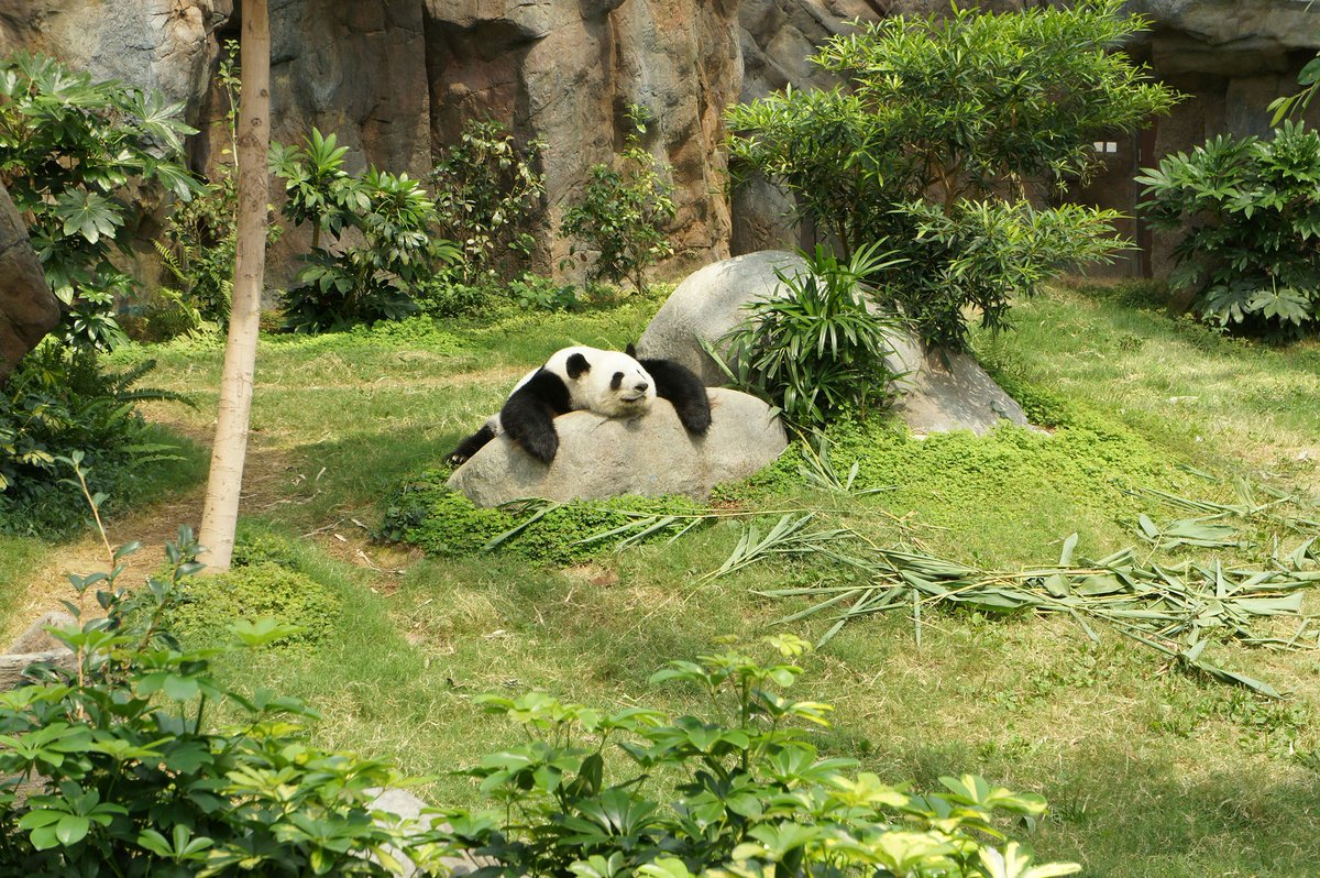 bigpanda's tweet image. Pandas are almost exclusively herbivores and feed primarily on bamboo. They have a unique digestive system specially adapted to process bamboo, although they may occasionally eat small mammals or birds. #pandafacts