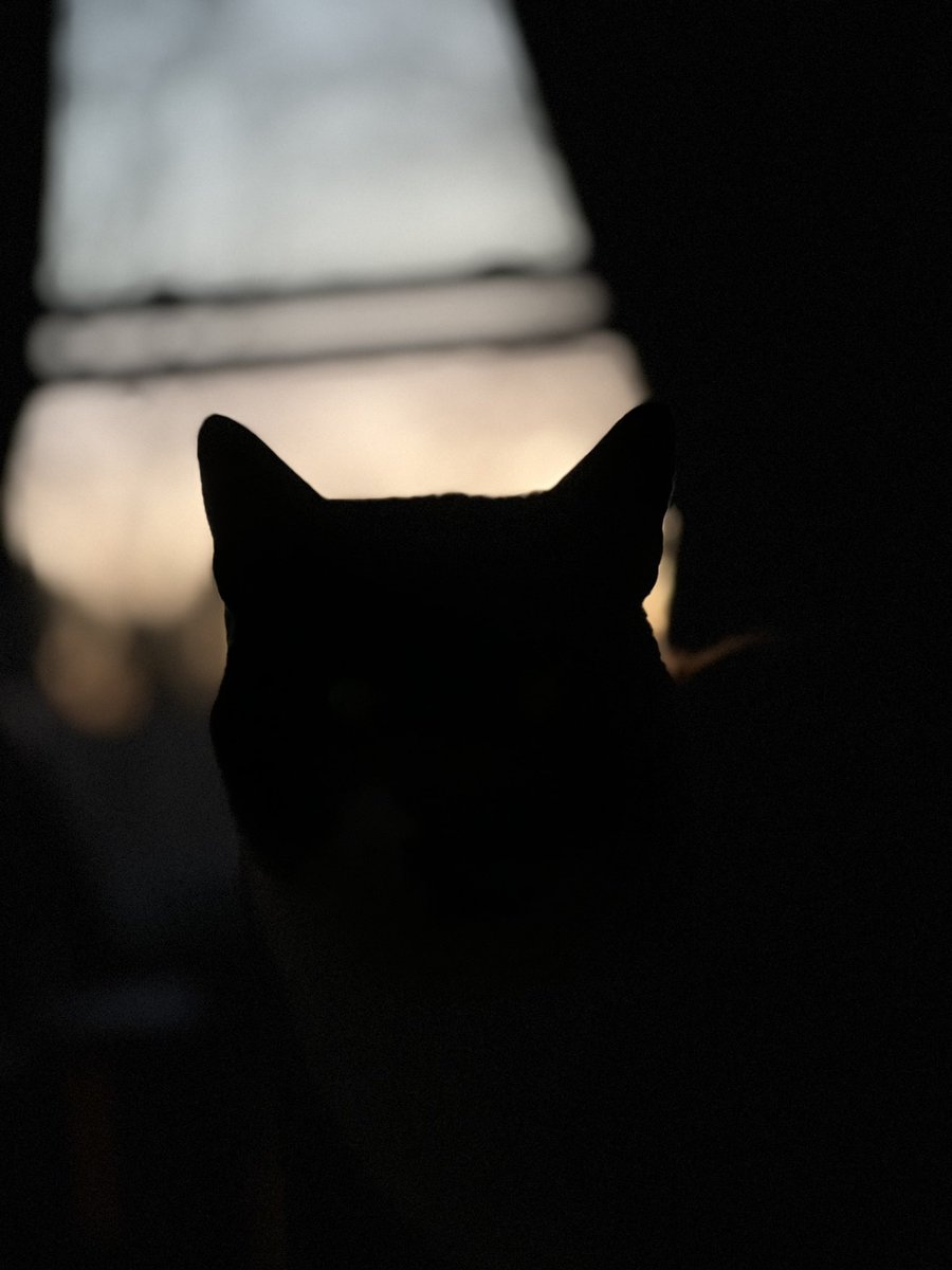 fucking cat (silhouette) #CatsOfTwitter #猫好きさんと繋がりたい