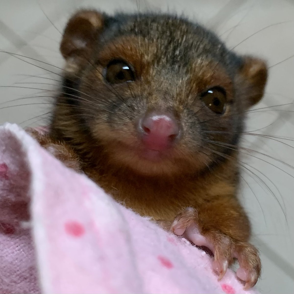 Kevin & Kirby Ringtail

#WildlifeRescue #HelloPossums
#WildOz 🇦🇺