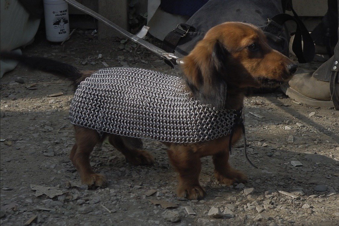 Weiner dog wearing armor at the Michigan Renaissance Festival (2002)